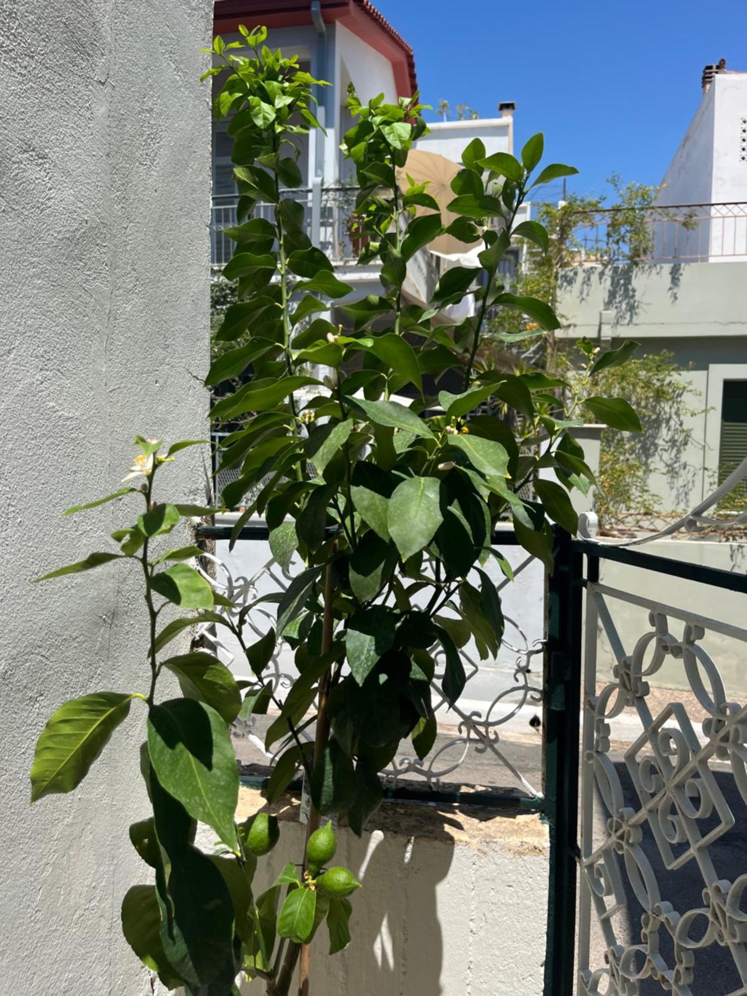 Noa - Designed Garden Studio In The City Center Kalamata Zewnętrze zdjęcie